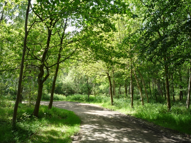 Allerthorpe Woods and Common, Forestry Commission woodland near Pocklington, East Yorkshire