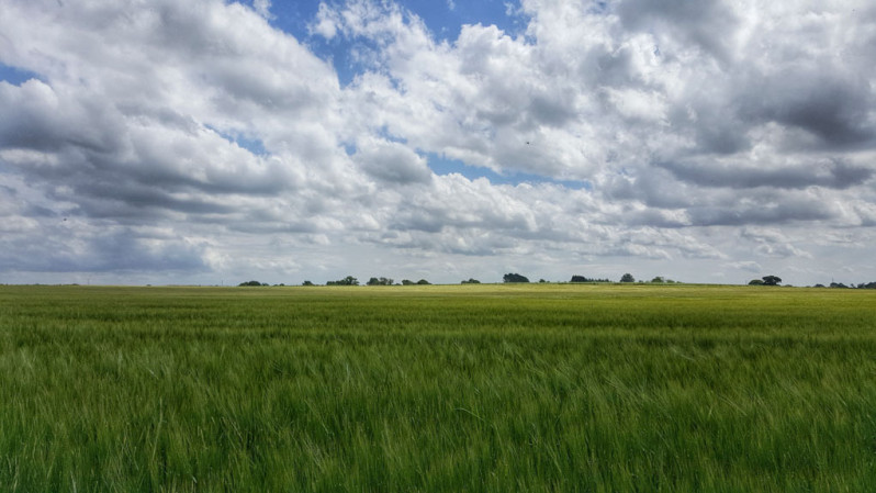 Countryside dog walk near York