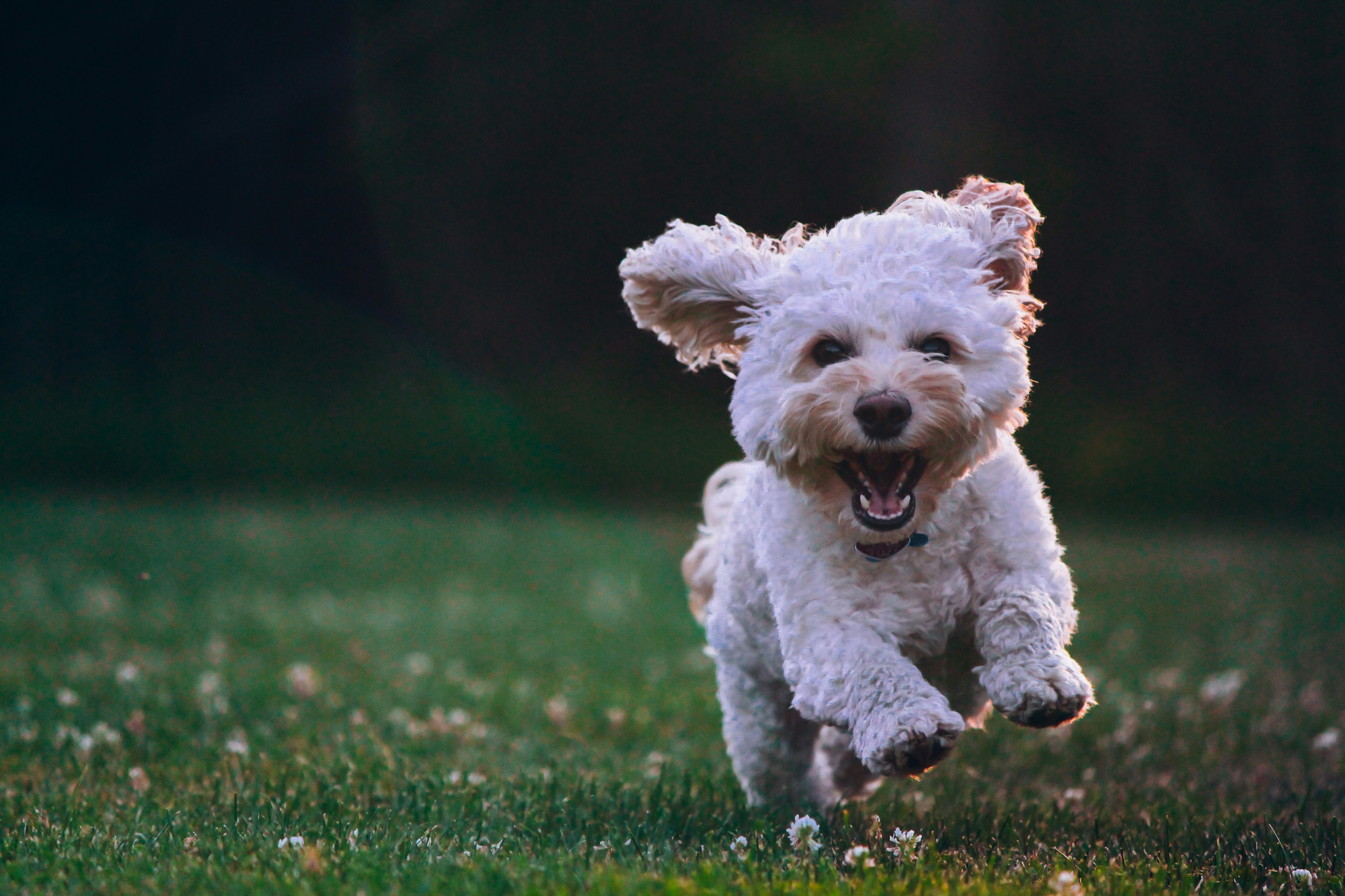 Fluffy dog after a groom running in a garden