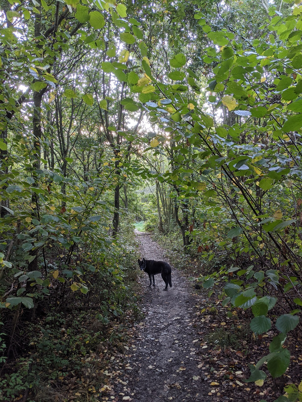Dog walking path through countryside