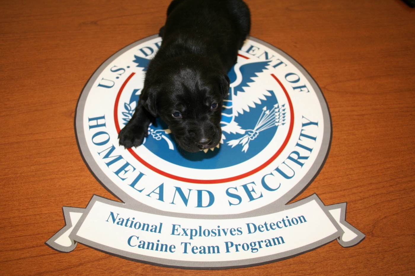 Young puppy in early training