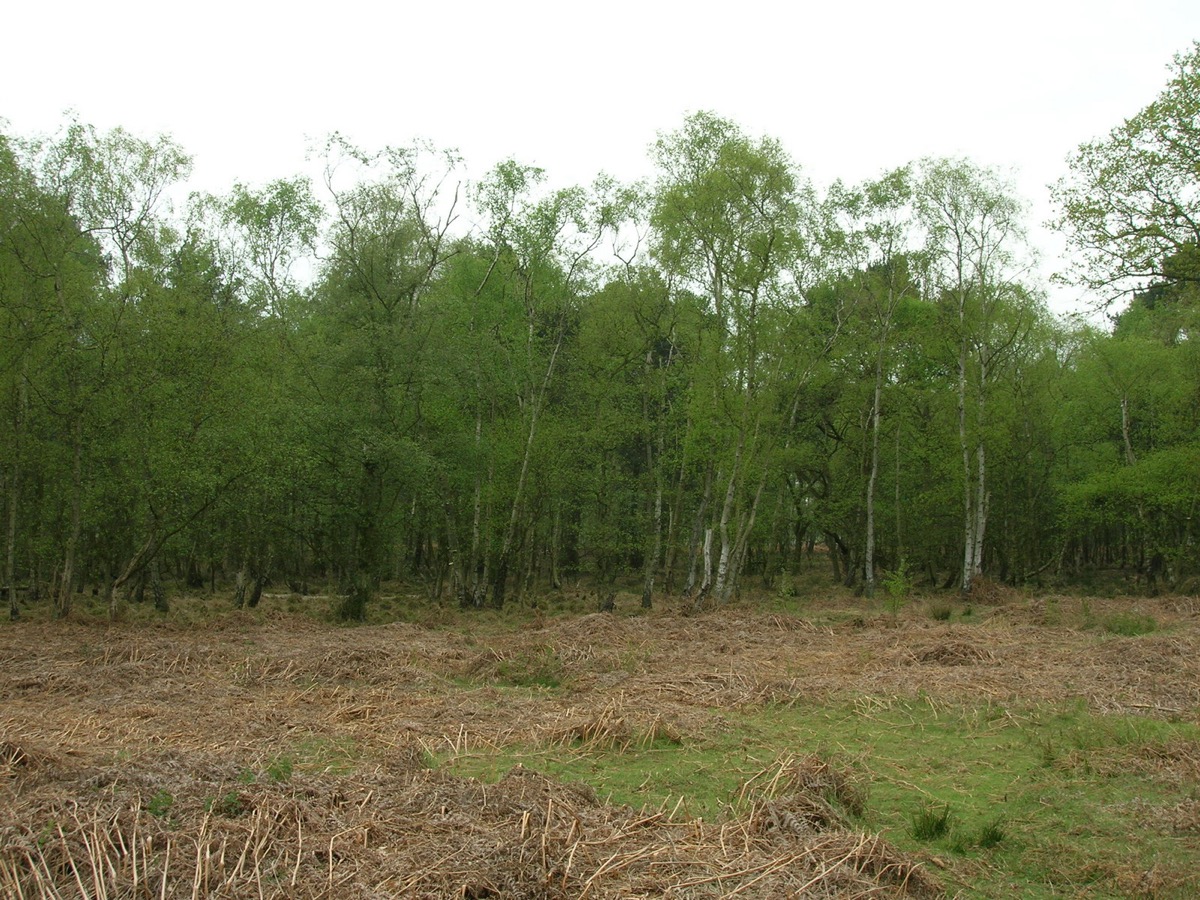 Skipwith Common lowland heathland, National Nature Reserve, North Yorkshire