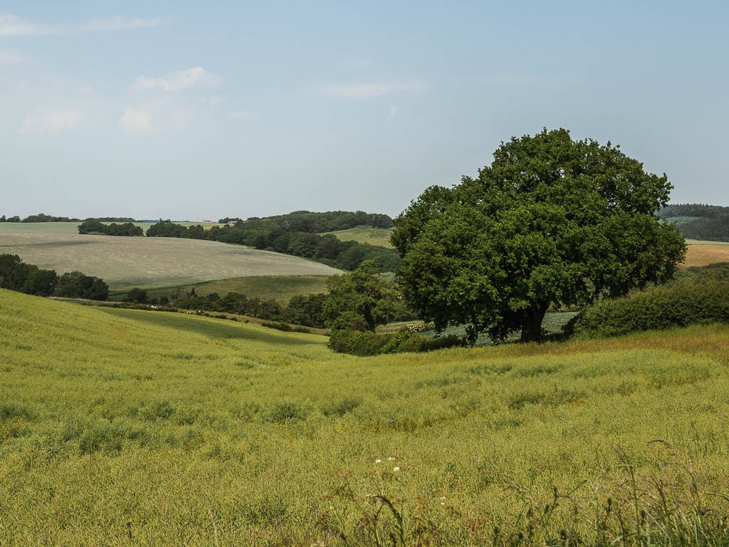 Rolling countryside near Terrington, Howardian Hills AONB, North Yorkshire