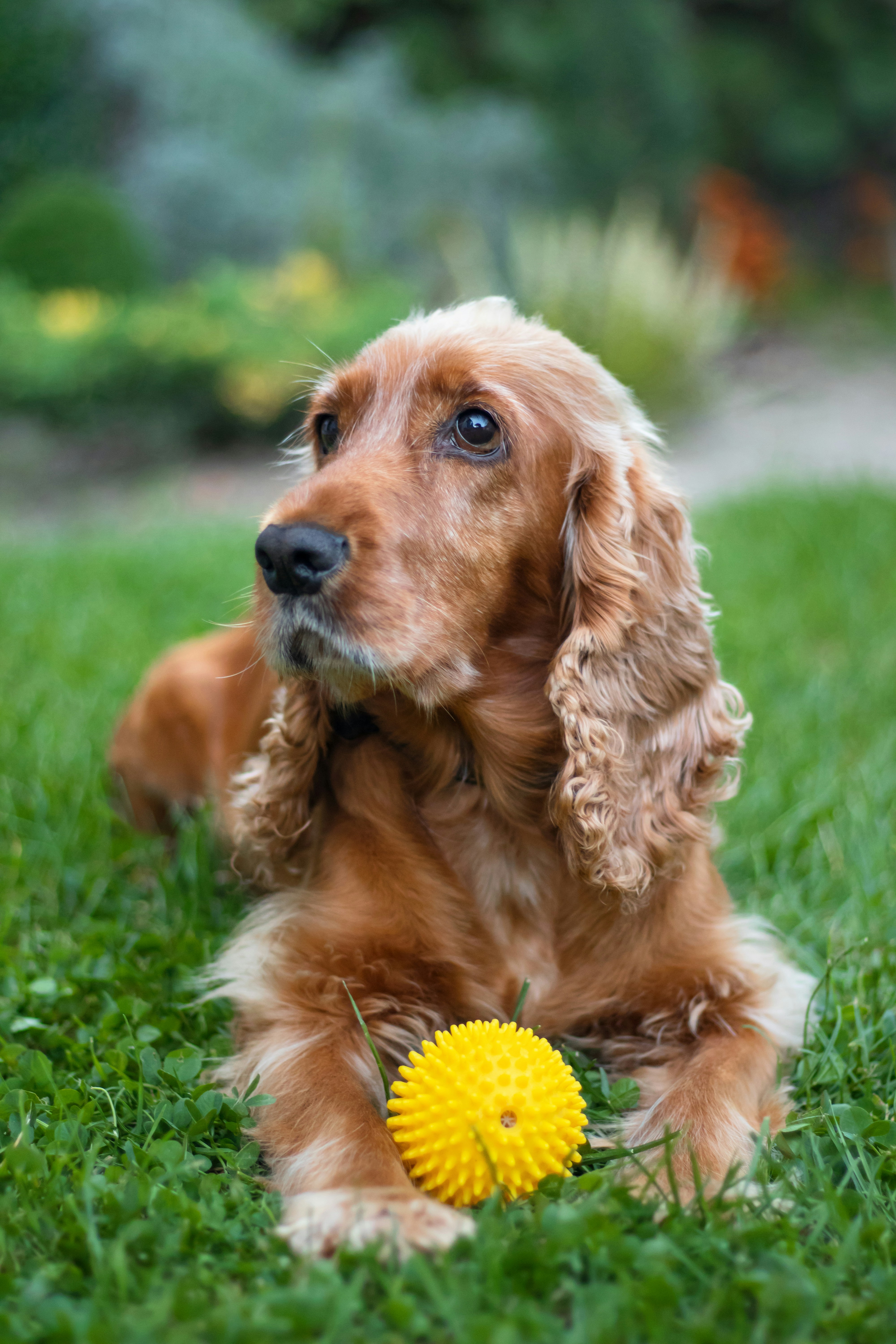 Relaxed dog in a garden, well cared for