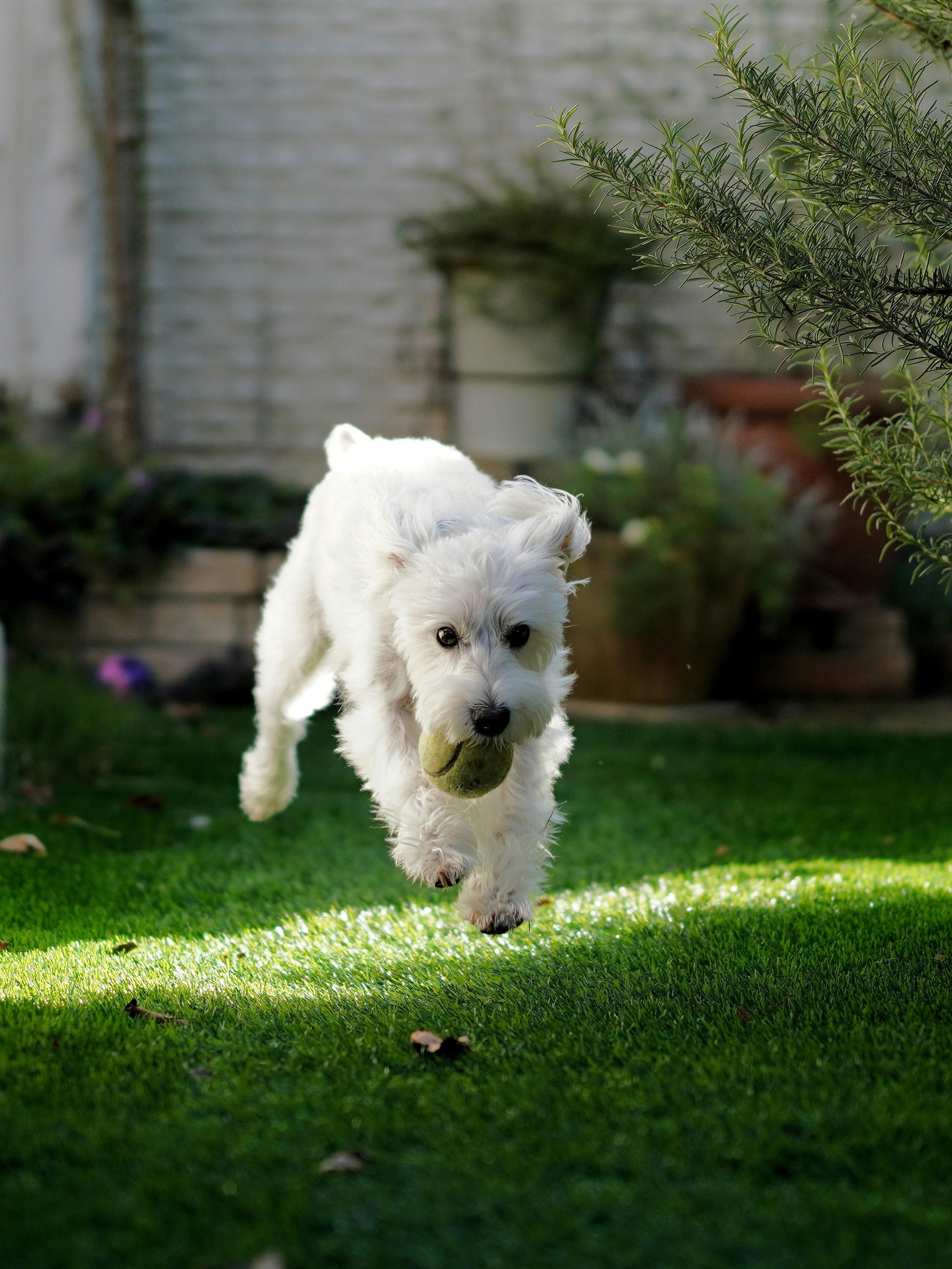 Small dog playing in a clean garden — dog poo health risks for children