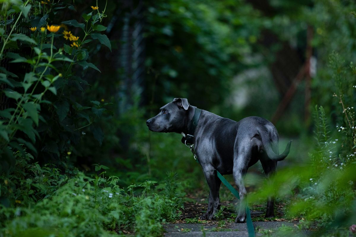 Dog on a walking trail — best dog walkers in York