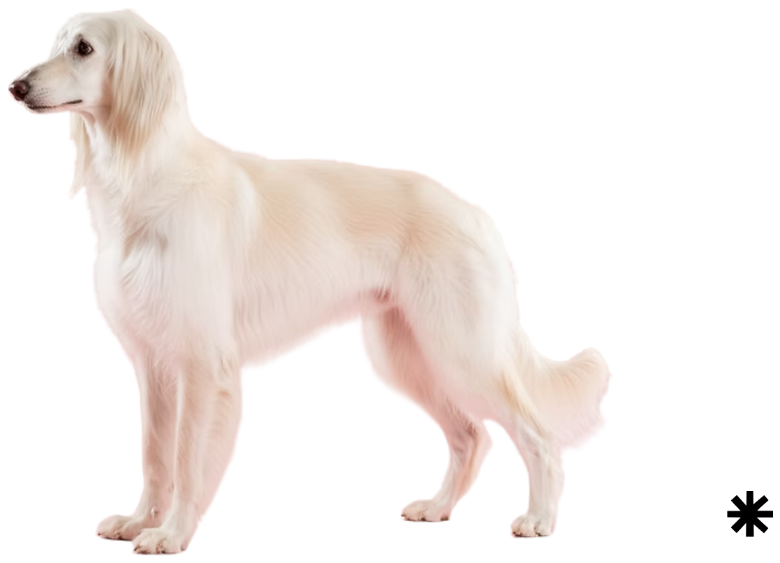 Elegant Afghan Hound dog — Pebbles brand