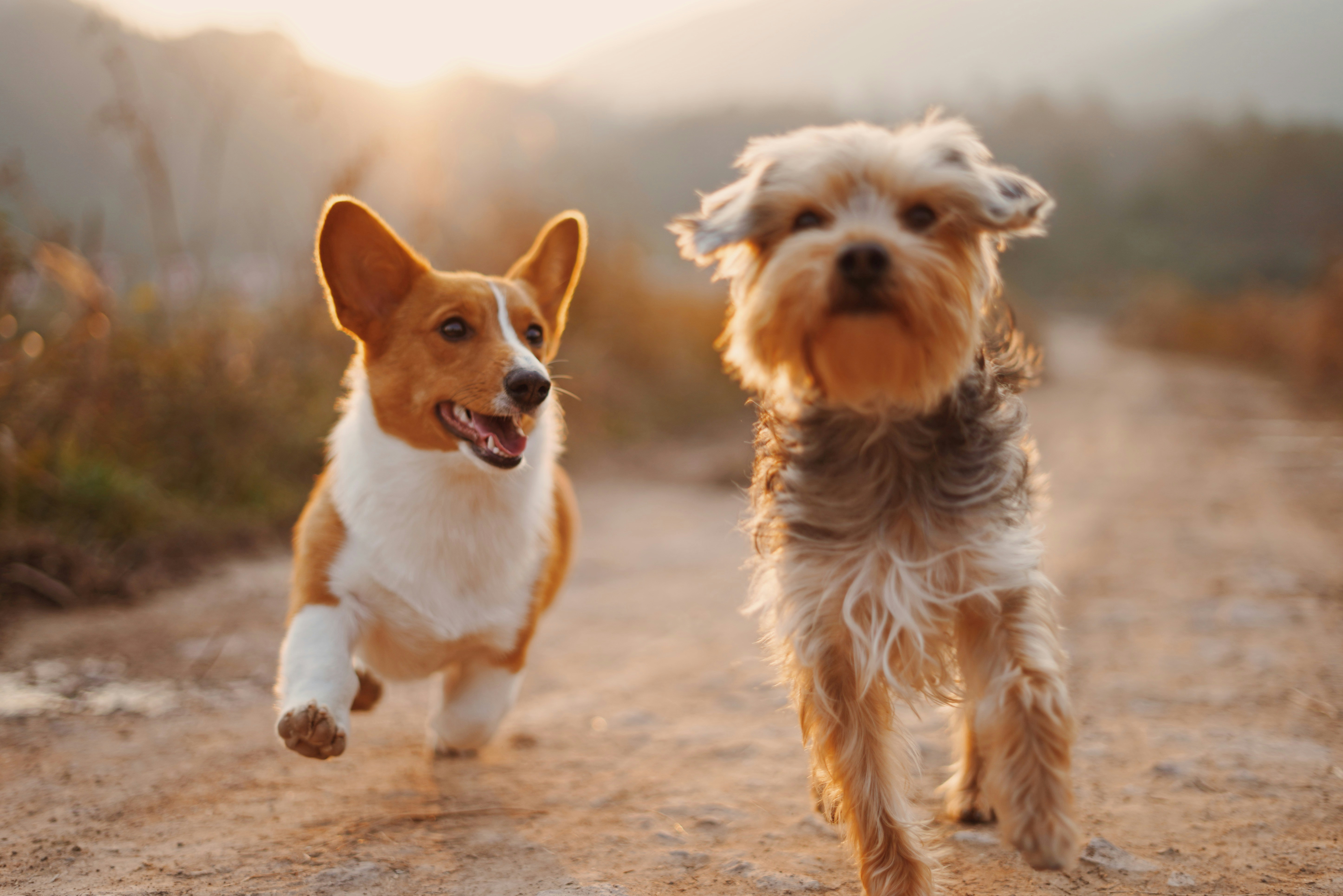 Two dogs running together in a field near York